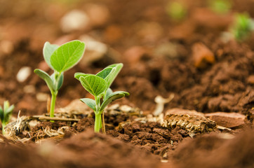 Soy seedlings springing up from the plantation soil © Hugo Carlone