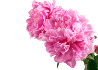 Pink peony flowers over white  background,