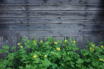 wooden background with yellow buttercup flowers
