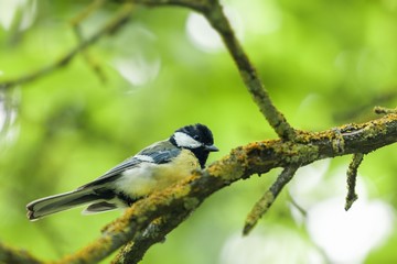 Bird, Gold Finch, Finch.