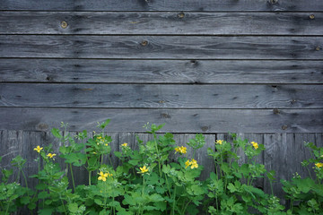 wooden background with yellow buttercup flowers