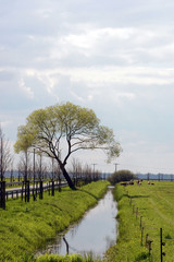 Wiesenlandschaft / landschaft mit Kühen und einem schmalen Bach