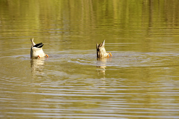 Entenpaar taucht /  Nahaufnahme eines Entenpaares welches gemeinsam taucht