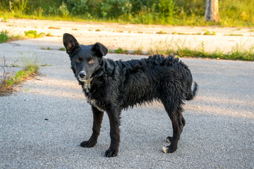 Little black dog from the street