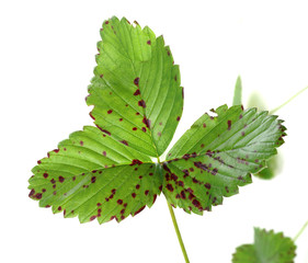 Diplocarpon earliana strawberry