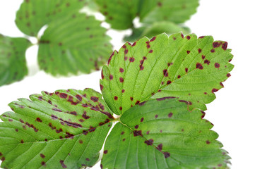 Diplocarpon earliana strawberry