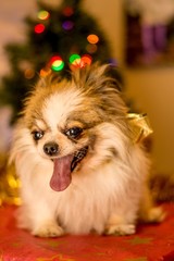Long Haired Chihuahua at Christmas