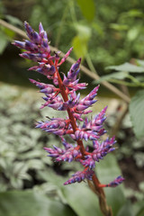 Orchidea dei caraibi