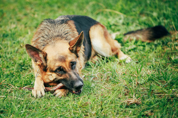 German Shepherd Stick Chewing Outdoor