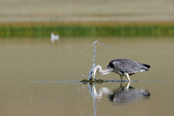 Morning fishing of Grey Heron at Manych lake in Kalmykia, Russia