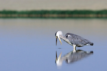 Morning fishing of Grey Heron at Manych lake in Kalmykia, Russia