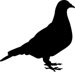 Pigeon silhouette