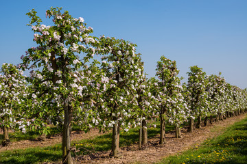 Fototapeta na wymiar blossoms of apple trees