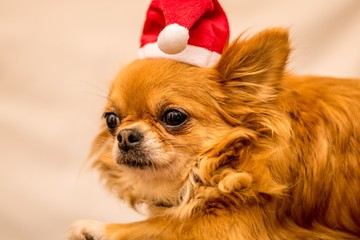 Long Haired Chihuahua at Christmas