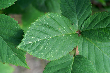 Tetranychus ( spider mite ) signs of feeding