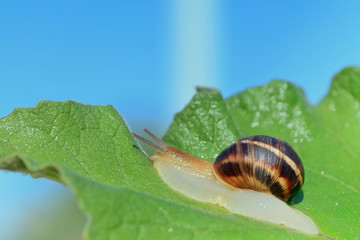  .snail crawling on green leaf