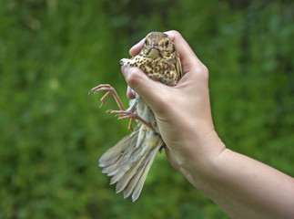 song thrush (Turdus philomelos) before being ringed