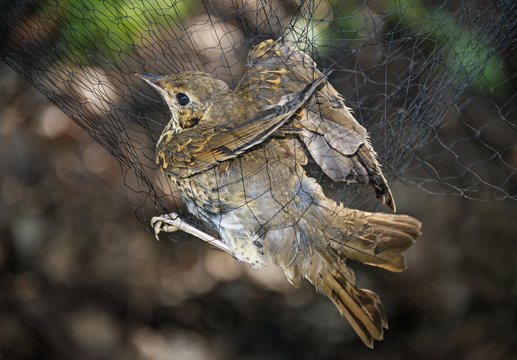 song thrush (Turdus philomelos) caught in the catch net before being ringed