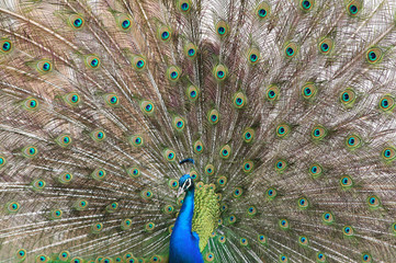 Obraz premium Blue peacock (Pavo cristatus) displays his colorful tail feathers