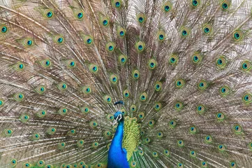 Fotobehang Blue peacock (Pavo cristatus) displays his colorful tail feathers © tmass