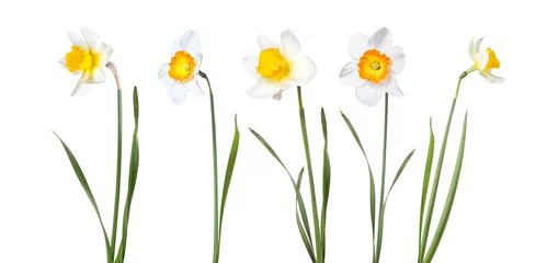 Keuken foto achterwand Narcis Bloemen narcissen