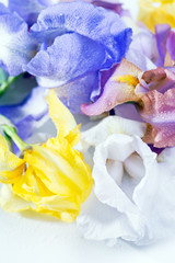 Fototapeta na wymiar iris flower