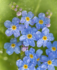 Forget me not flower with rain drops