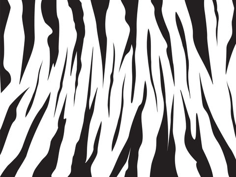 zebra patern background vector illustration design editable