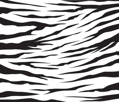 zebra patern background vector illustration design editable