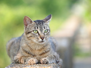 のら猫