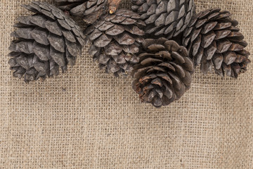 pine cones