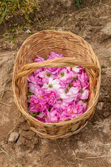 Obraz premium Bascket filled with Bulgarian pink roses