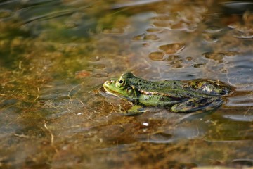 Schwimmender Teichfrosch 
