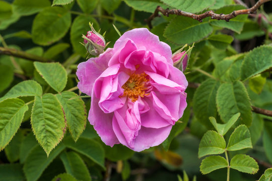 Bulgarian Pink Rose In A Garden