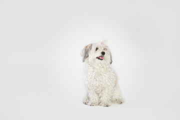Dog bichon havanese