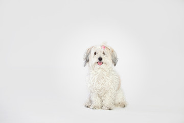 Dog bichon havanese