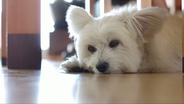 Tired dog falls asleep - animals concept