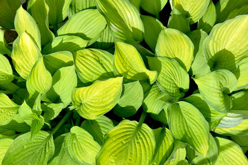 Hosta, perennials with a compact or dense korotkovetvistym rhizome and root system consisting of threadlike roots fibrillose

