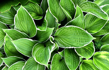 Hosta, perennials with a compact or dense korotkovetvistym rhizome and root system consisting of threadlike roots fibrillose
 - obrazy, fototapety, plakaty