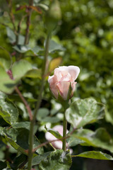 Rosa arbustiva 