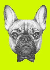 Fototapeta na wymiar Original drawing of French Bulldog with glasses and bow tie. Isolated on colored background