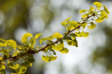 Close-up on Ginkgo Biloba tree