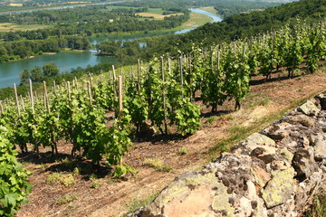Vignes Saint-Pierre-de-Boeuf Vallée du Rhône France