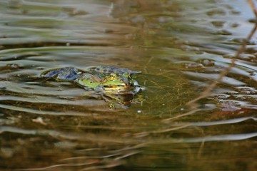 Schwimmender Teichfrosch 
