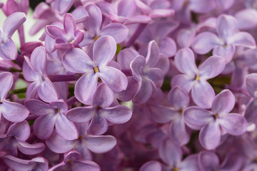 Naklejka na ściany i meble macro photo of purple lilac flowers