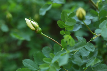 briar bush with buds ready to bloom