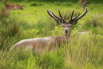 Naklejka na ściany i meble Red deer stag resting in a meadow field