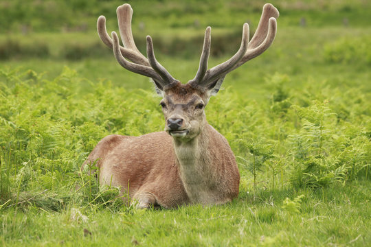 A lone red deer stag resting in a meadow field.