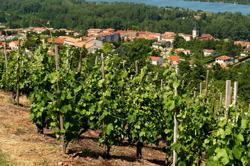Fototapeta na wymiar Vignes Saint-Pierre-de-Boeuf Vallée du Rhône France