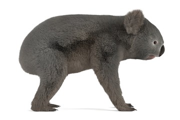 3d render of koala bear